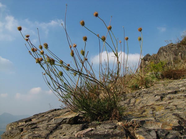 ESK STEDOHO - KOTLOV 471 M